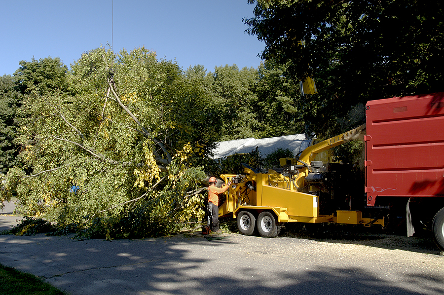 3 Tips for Preparing for Tree Removal