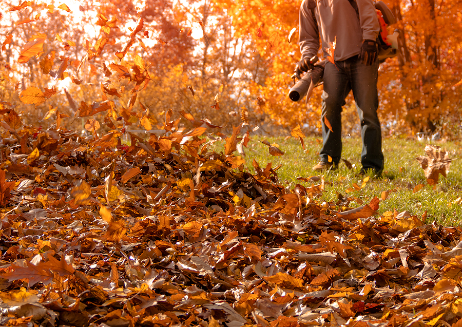 How Leaf Piles Contribute to Lawn Troubles